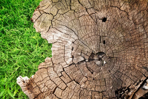 Background with a stump and grass — Stock Photo, Image