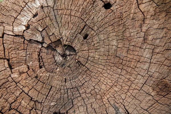 Texture troncato albero — Foto Stock