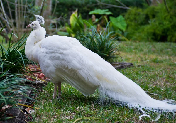 Weißer Pfau — Stockfoto