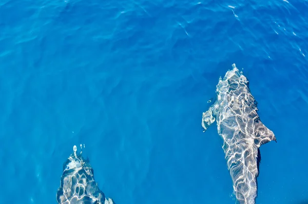 Delfines nadando — Foto de Stock