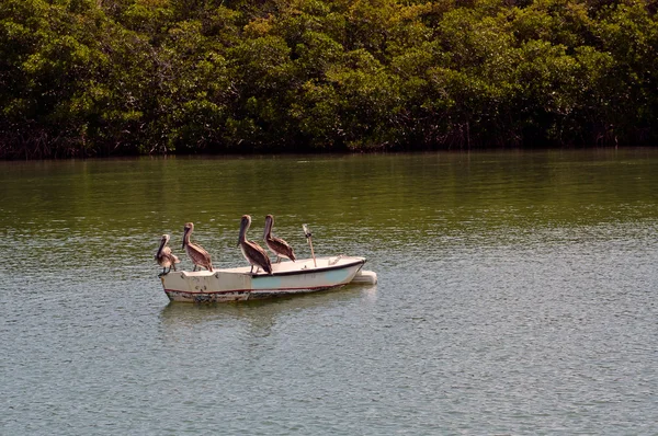 Pélicans assis sur un bateau — Photo