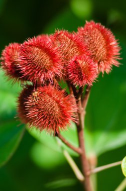 Annatto ağacı tohum pods