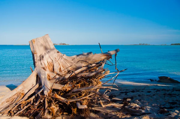 Árbol tocón en la playa —  Fotos de Stock