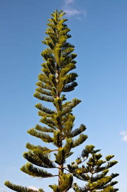 çam ağacı ve mavi gökyüzü