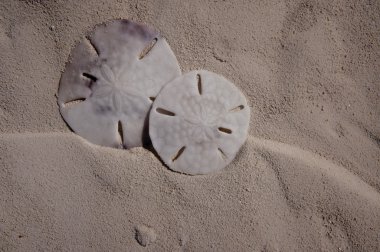 Two Sanddollars clipart