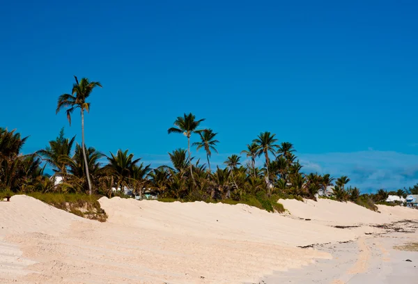 Beach and Palm Trees — Stock Photo, Image