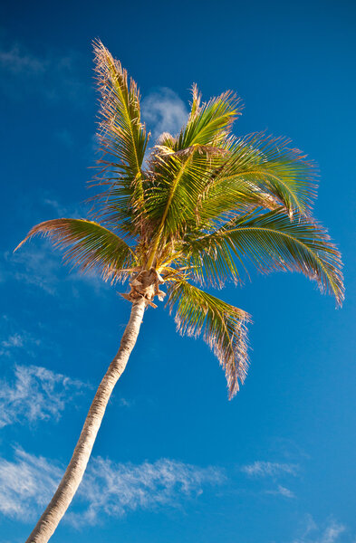 Palm Tree