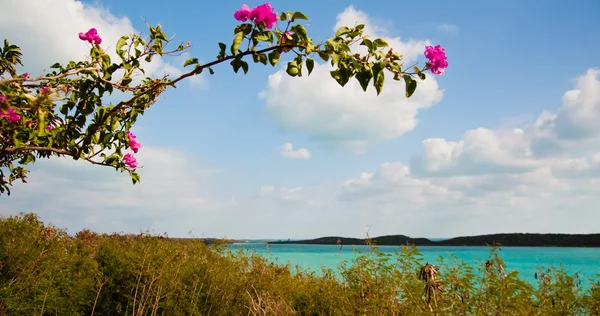 Bougainvillea sur le rivage — Photo