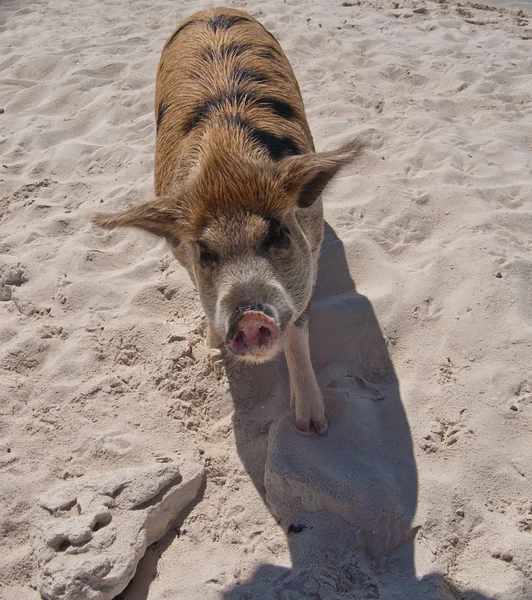 Cerdos isleños — Foto de Stock