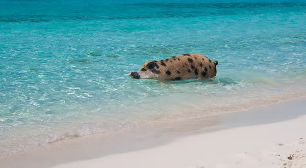 Isla de natación Cerdos — Foto de Stock