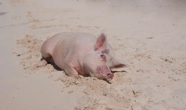 Island Pigs — Stock Photo, Image