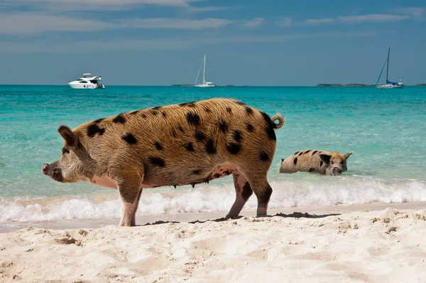 Island Pigs — Stock Photo, Image