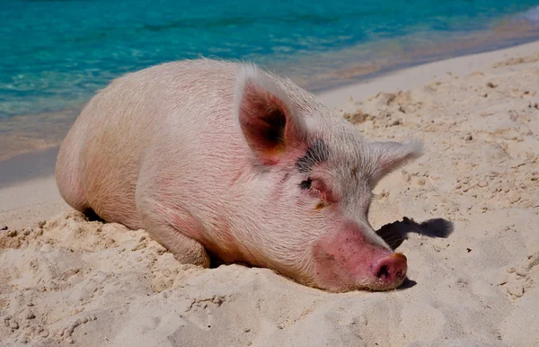 Inselschweine — Stockfoto