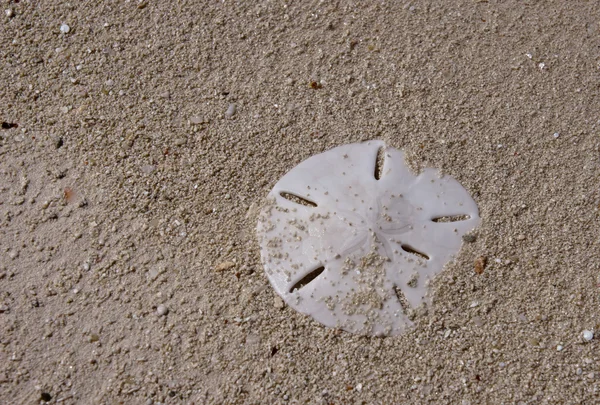 Sanddollar — Stock Photo, Image