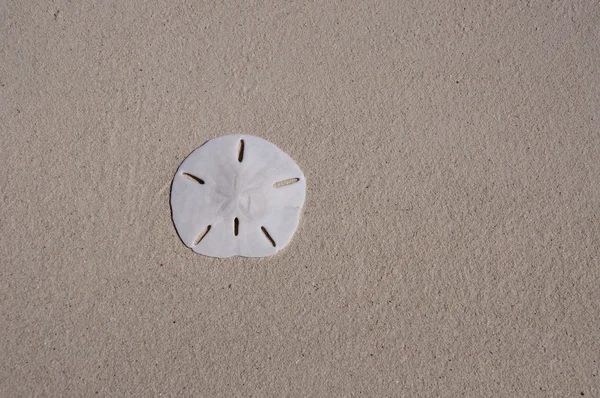 Sanddollar