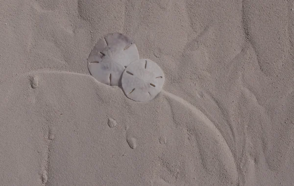 Dois Sanddollars — Fotografia de Stock