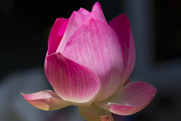 Lotusblüte — Stockfoto