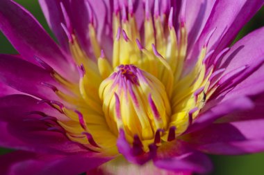 Nilüfer güneş ışığı altında