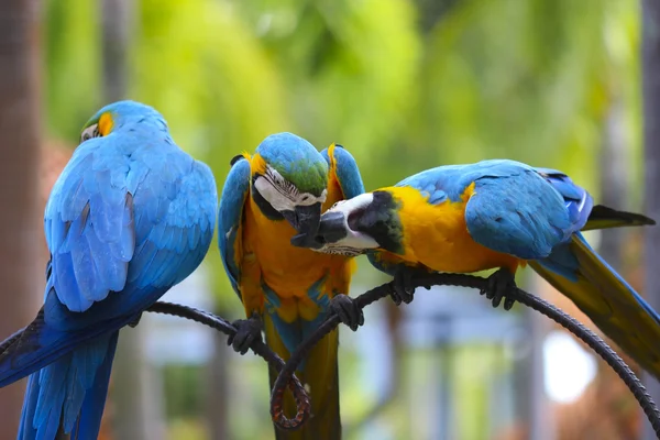 Gesellschaft von Papageien — Stockfoto