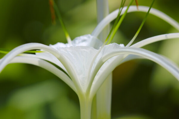 Тайский цветок
