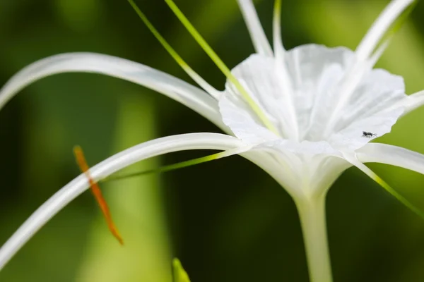 タイの花 — ストック写真