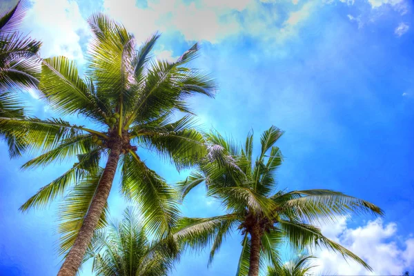 Palm trees in paradise — Stock Photo, Image