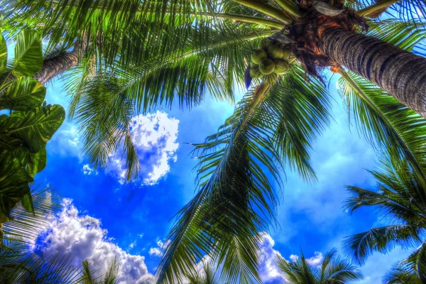 Palm trees in paradise — Stock Photo, Image