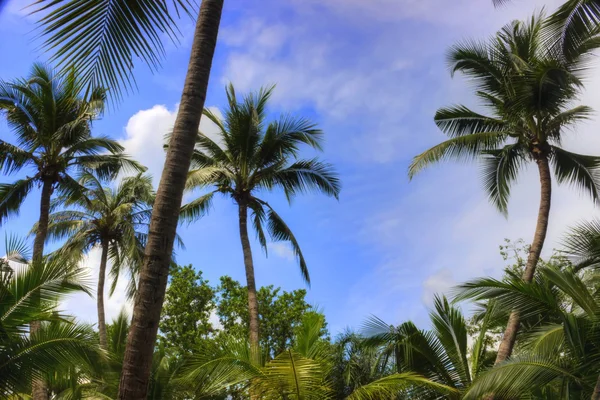 Palm trees in paradise — Stock Photo, Image