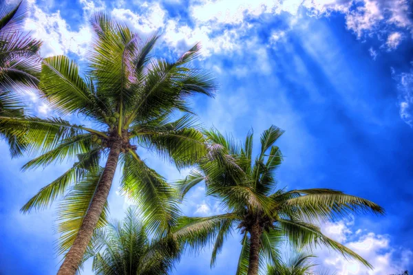 Palm trees in paradise — Stock Photo, Image