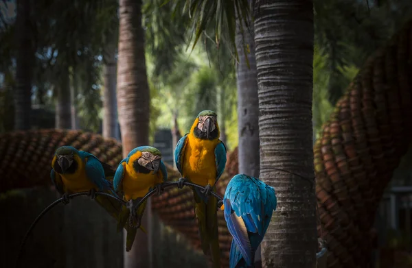 Pappagalli nel giardino tropicale — Foto Stock