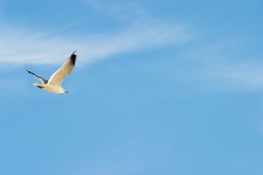 uçan sea gull