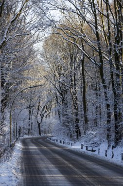 irtifa road Forest