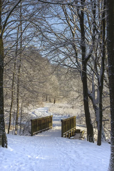 Brindge in besneeuwde bos — Stockfoto