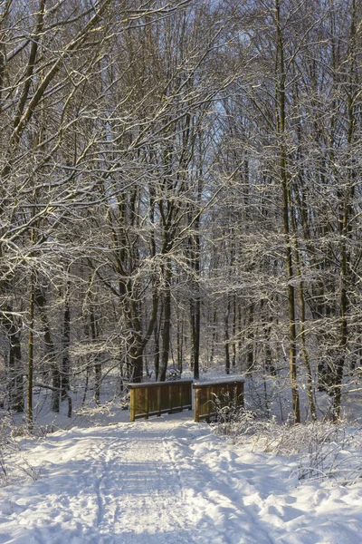 Brindge na floresta nevada — Fotografia de Stock