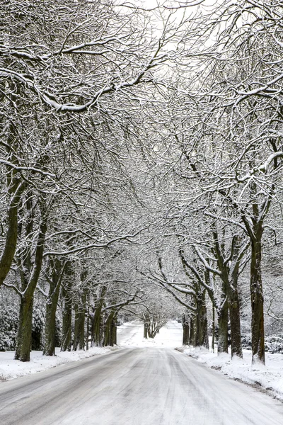 Estrada e árvores cobertas de neve — Fotografia de Stock