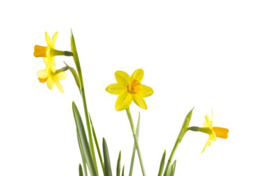 Narcissus beyaz üzerine izole