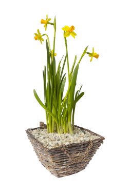 Sepette Beyaz izole nergis