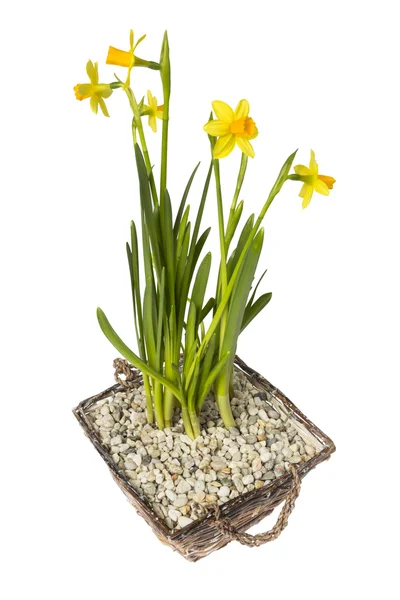 Narcissus in mand geïsoleerd op wit — Stockfoto