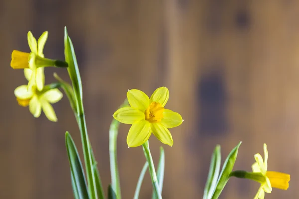 Narcissus op houten achtergrond — Stockfoto