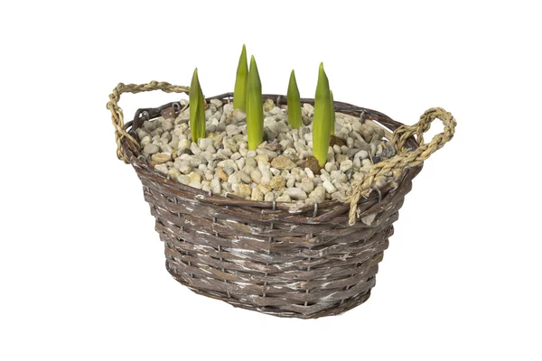 Tulpaner i korgen på vit — Stockfoto