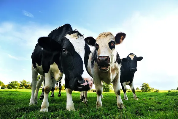 Koeien in een groen veld in Frankrijk — Stockfoto
