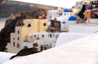 santorini, Yunanistan bir kedi