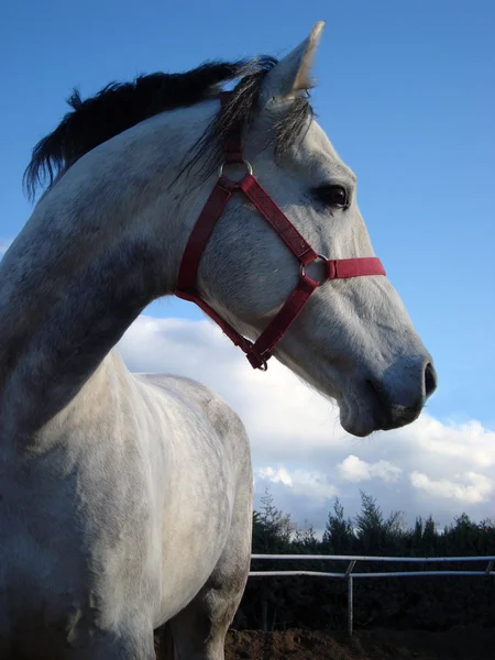 Cavalo — Fotografia de Stock