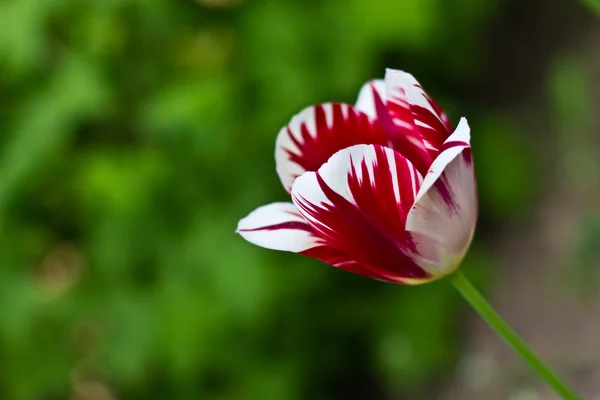 Red-white flower tulip.