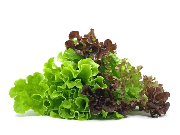 Lollo fabso и batavia lettuce — стоковое фото