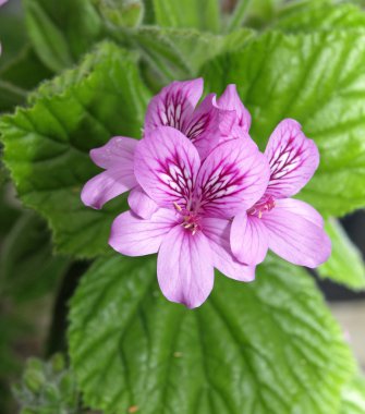 sardunyalar (ıtır cucullatum)