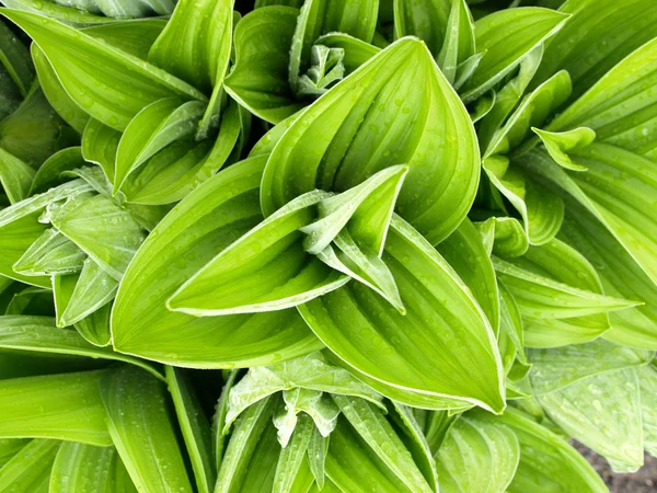 Beyaz Karaca ot (veratrum albüm)
