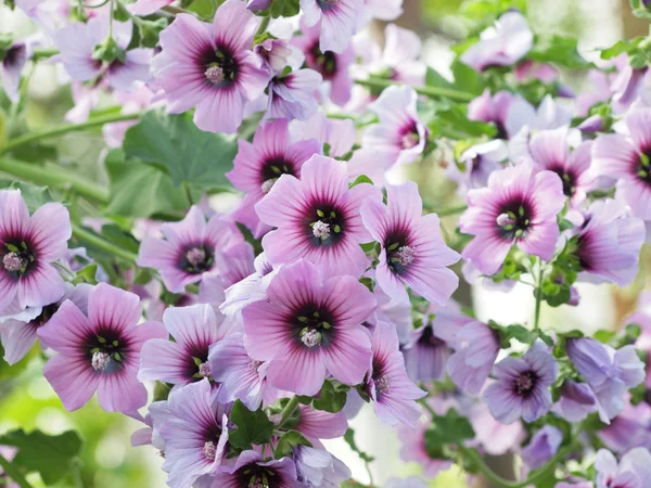 Gerânios (pelargonium angulosum ) — Fotografia de Stock