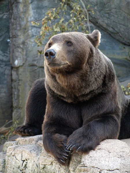 Brązowy niedźwiedź grizzly — Zdjęcie stockowe