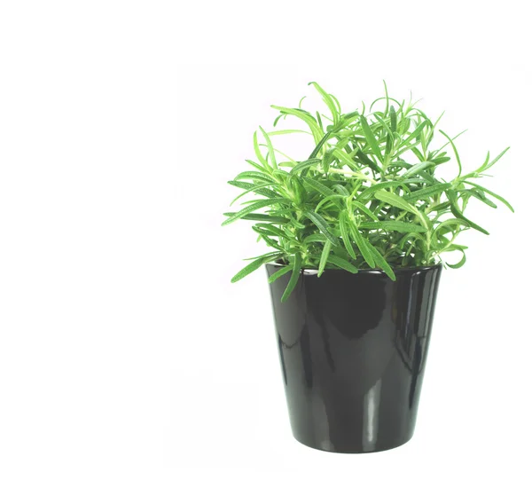 Newly transplanted rosemary herb — Stock Photo, Image